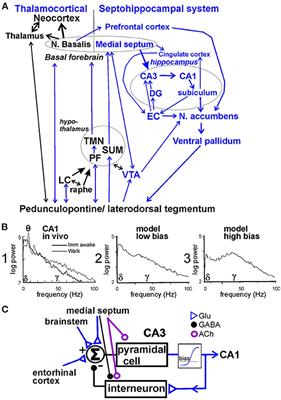 Medial Septum Modulates Consciousness and Psychosis-Related Behaviors Through Hippocampal Gamma Activity